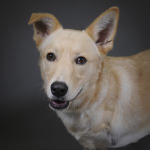 Drew, Young Male Siberian Husky