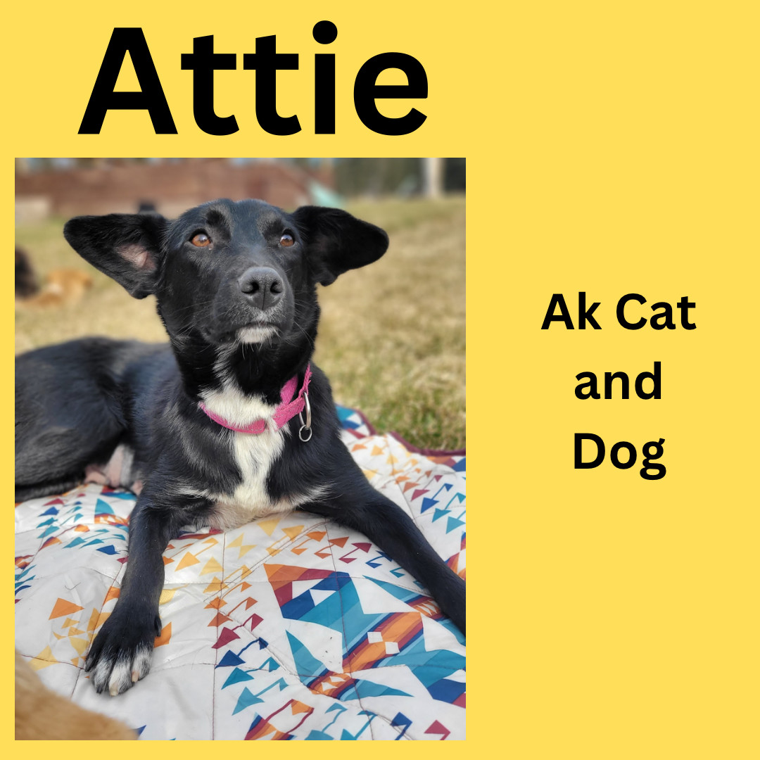 Attie