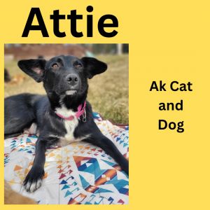 Attie, Young Female unknown