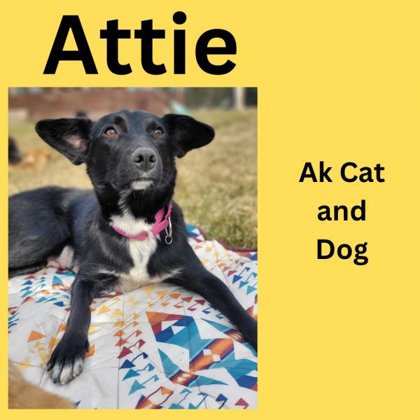 Attie