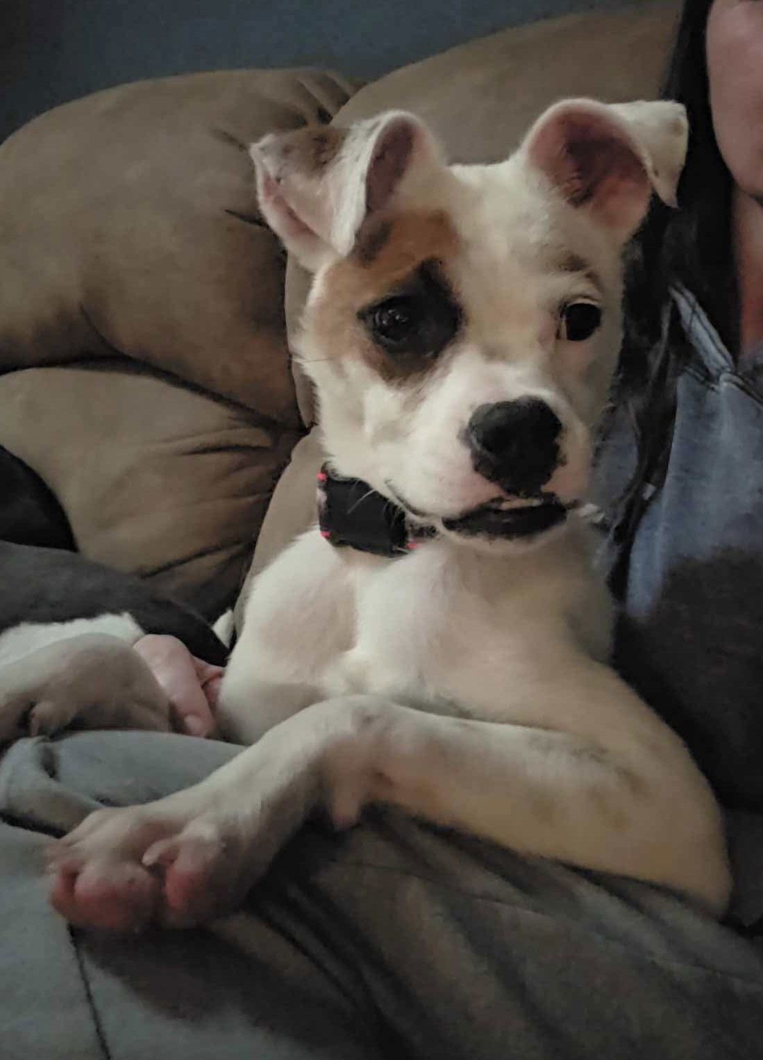 Odie