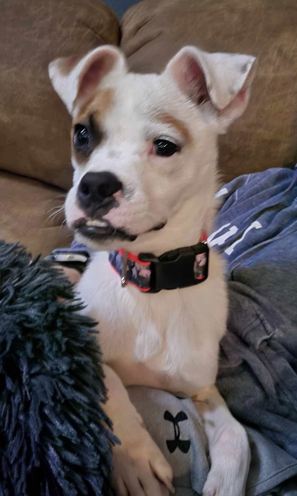 Odie
