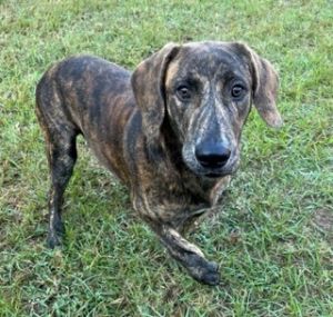 Tigger, Young Male American Bulldog