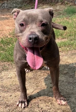 Jada, Young Female American Staffordshire Terrier