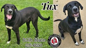 Tux, Adult Male Labrador Retriever