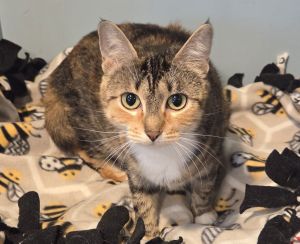 Morsa, Adult Female Domestic Short Hair