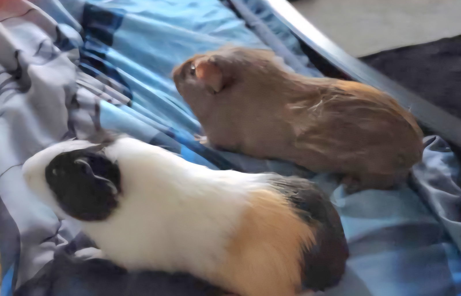 Peanut