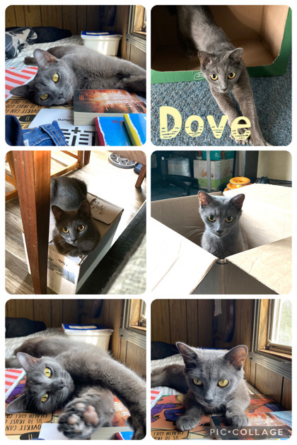 Dove