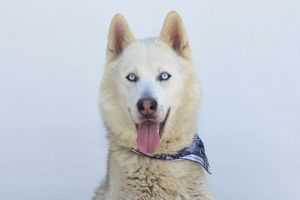 A5702448 Meet Conner  a 1-year-old Siberian Husky - like a delectable dollop of sweet fluffy whipp
