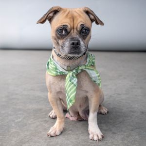 SUE SUE LAV Pug Dog