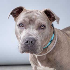 A5697705 Meet Shelby  Shes the sweetest baby faced pocket pitty She has a very calm and affecti