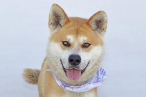 A5701836 Meet Nora  a 3-year-old Alaskan HuskyJindo mix with the soft toaste