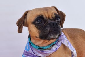 A5701851 Meet Nellie  Though you can also call her Nelly Nellie is a loving 