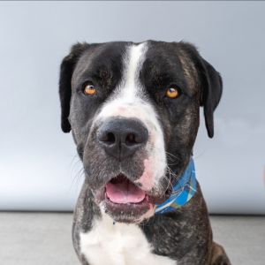 A5701685 Meet Dusty  a 2-year-old Great Dane mix and total rockstar of a pup from his striking ti