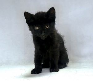 UHA5702289 ---- A5702289 Potato An Adventurous Affectionate Black Shorthair Ki