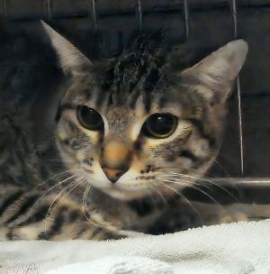 UHA5700754 A5700754 Lisa Meet Lisa A Diamond in the Rough Say hello to Lisa a beautiful Brown Tab