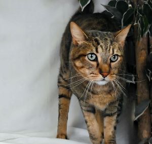 UHA5701686 A5701686 Grace  A Beautiful Lioness-Like Brown Tabby Grace is a 