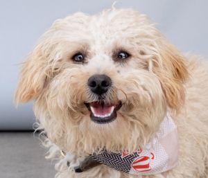 A5702624 Hope is the cutest little fur angel with the softest scruffy-looking co