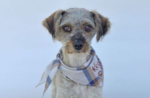 A5701817 Meet Pepper  a 1-year-old terrier mix and the cutest little mop of fluff youve ever seen