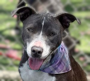 A5698271 Meet Squishy  a 7-month-old Pitbull puppy with a name as adorable as 