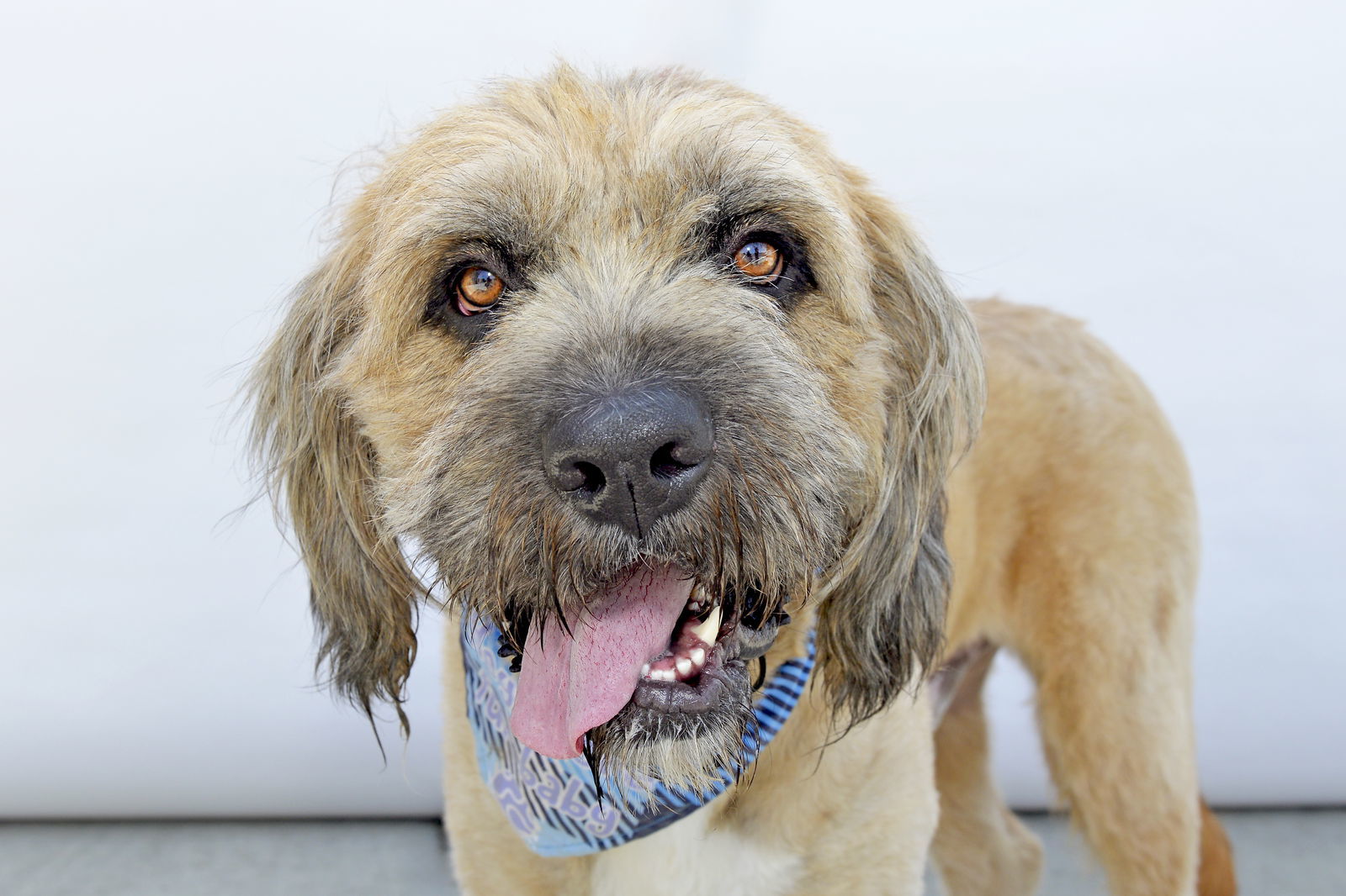 ROGER, an adoptable Briard in Pasadena, CA, 91102 | Photo Image 1
