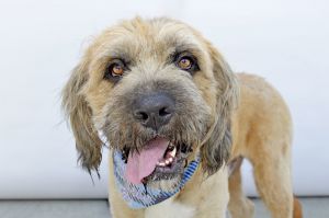 A5696900 Meet Roger  a 2-year-old Briard mix and living breathing Muppet with