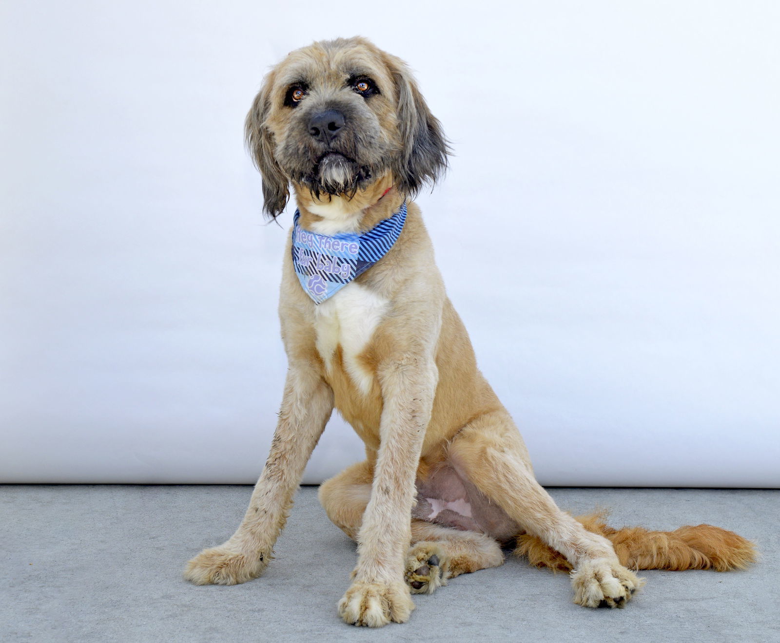 ROGER, an adoptable Briard in Pasadena, CA, 91102 | Photo Image 2