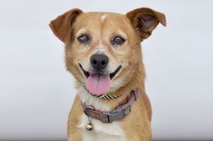 A5702889 Meet Frida  a 2-year-old terrier mix with a stunning cinnamon-and-van