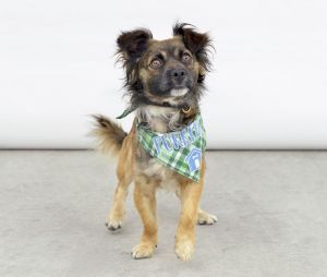 A5703631 Meet Felix  He is a beautiful thoughtful playful and curious guy
