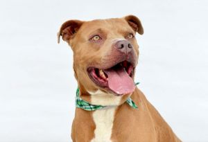 A5703309 Meet Ghost a 5-year-old Pitbull with bright eyes like gooey melted ca