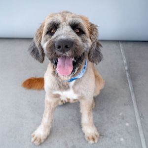 A5696899 Meet Steve-O a neutered male Briard which is a French shepherding dog