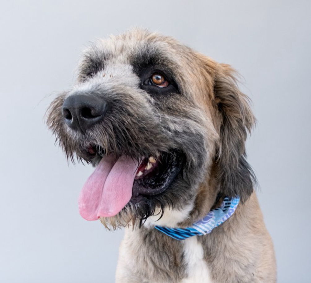 STEVE-O, an adoptable Briard in Pasadena, CA, 91102 | Photo Image 2