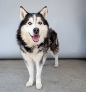 A5700119 Meet King a 2-year-old Siberian Husky with movie-star good looks and 