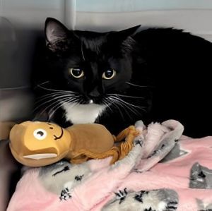 A5699311 Hope is a cute-as-button feline whose owner surrendered her to the Bal