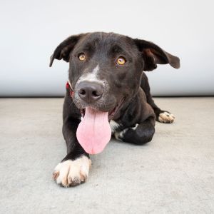 SOCKS Pit Bull Terrier Dog