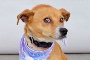 A5703366 Meet Marsh  our tiny velvety caramel princess with marshmallow-dipped feetchies and a he