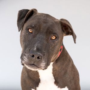 A5700301 Meet Boba  a 3-year-old pit bull and the ultimate velvet couch hippo