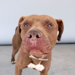 A5698281 Taz This sweet boy here is Taz Taz is a neutered male Pitbull with a