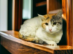 CASSIE Calico Cat
