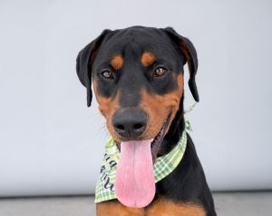 CANELO Rottweiler Dog