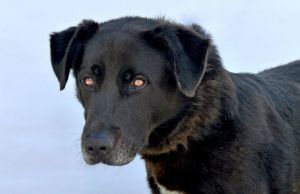 SHELDON Labrador Retriever Dog
