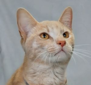 Meet Marv An Adventurous Orange Tabby Tripod Say hello to Marv a handsome Ora