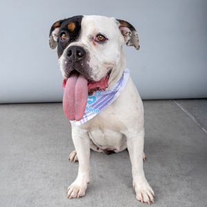 A5703343 Meet Ally  This girl is SO READY to hop into your lap and shower you with kisses This