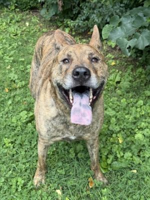 Blue Print is ready to be the blueprint for your new life He is a sweet and gentle giant He