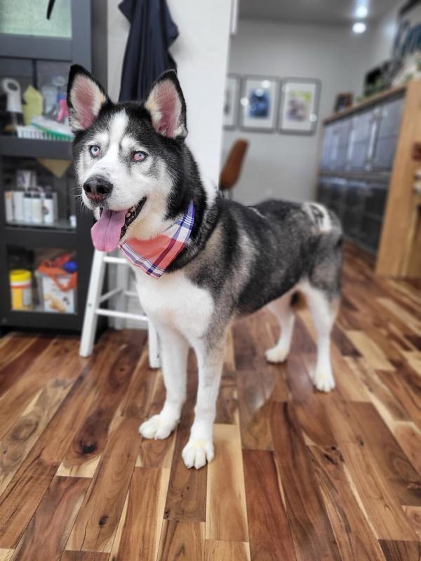 Victor, an adoptable Siberian Husky in Kennewick, WA, 99336 | Photo Image 1
