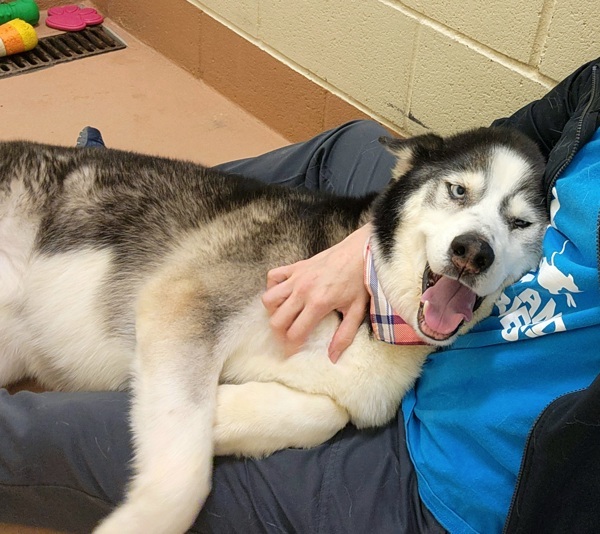 Victor, an adoptable Siberian Husky in Kennewick, WA, 99336 | Photo Image 2