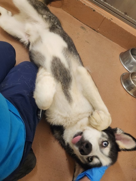 Victor, an adoptable Siberian Husky in Kennewick, WA, 99336 | Photo Image 3