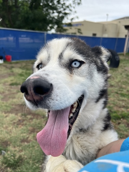 Victor, an adoptable Siberian Husky in Kennewick, WA, 99336 | Photo Image 4