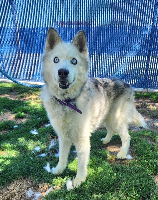 Mishka