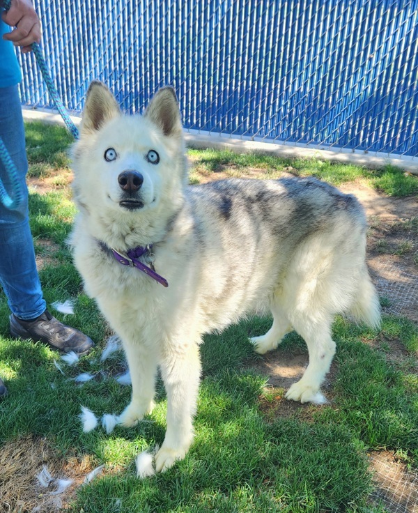 Mishka